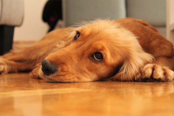 5 Tips on Maintaining Spotless Flooring for Dog Owners